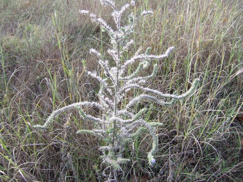 Identificazione - Lomelosia sp. e  Echium italicum